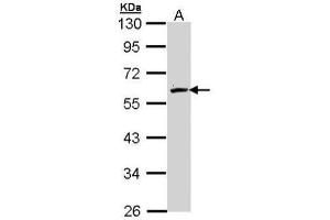 WB Image Sample (30 ug of whole cell lysate) A: Hep G2 , 10% SDS PAGE antibody diluted at 1:1000 (FMO2 Antikörper)