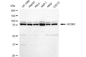anti-Hook Homolog 2 (HOOK2) antibody
