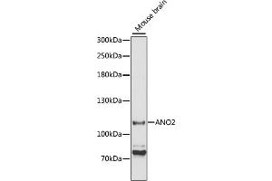 Western blot analysis of extracts of mouse brain, using  antibody (ABIN6129705, ABIN6136904, ABIN6136906 and ABIN6220328) at 1:3000 dilution. (Anoctamin 2 Antikörper  (AA 1-200))