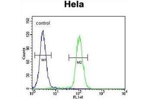 Flow cytometric analysis of Hela cells using QSK Antibody (C-term) Cat.