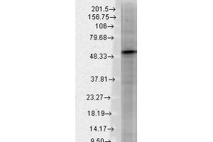 Western Blot analysis of Rat brain membrane lysate showing detection of GABA A Receptor protein using Mouse Anti-GABA A Receptor Monoclonal Antibody, Clone S87-25 .