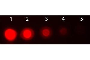 Dot Blot (DB) image for anti-V-Akt Murine Thymoma Viral Oncogene Homolog 3 (Protein Kinase B, Gamma) (AKT3) (Internal Region) antibody (PE) (ABIN5596901)