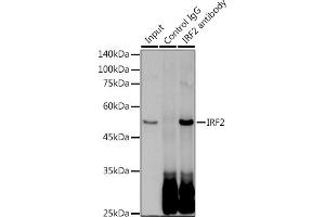 Immunoprecipitation analysis of 300 μg extracts of HeLa cells using 3 μg IRF2 antibody (ABIN1681257, ABIN3019232, ABIN3019233 and ABIN7101734). (IRF2 Antikörper)
