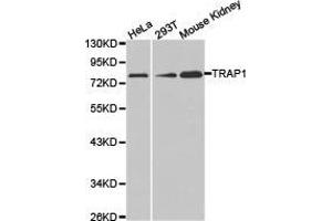 Western Blotting (WB) image for anti-TNF Receptor-Associated Protein 1 (TRAP1) antibody (ABIN1875197) (TRAP1 Antikörper)