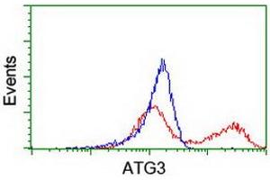 HEK293T cells transfected with either RC203453 overexpress plasmid (Red) or empty vector control plasmid (Blue) were immunostained by anti-ATG3 antibody (ABIN2454918), and then analyzed by flow cytometry. (ATG3 Antikörper)