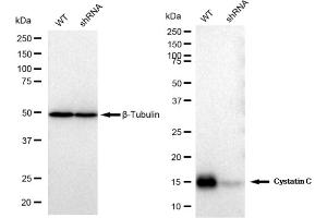 Western blotting analysis using Cystatin C antibody (ABIN7798239). (Rekombinanter CST3 Antikörper)
