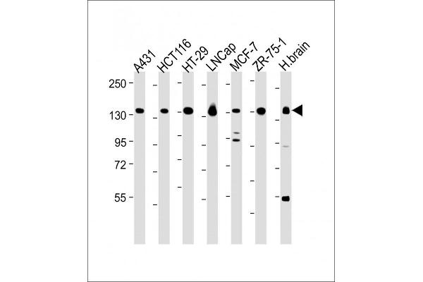 Myosin VI Antikörper  (C-Term)