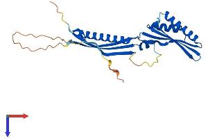 IRAK1BP1 Protein (AA 1-259) (His tag)