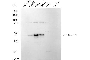 Western blotting analysis using cyclin E1 antibody (ABIN7798197). (Rekombinanter Cyclin E1 Antikörper)