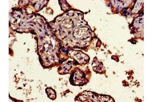 Immunohistochemistry of paraffin-embedded human placenta tissue using ABIN7148376 at dilution of 1:100 (CD55 Antikörper  (AA 35-126))