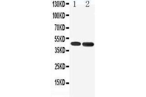 Anti-5HT1A Receptor antibody, Western blotting Lane 1: Rat Brain Tissue Lysate Lane 2: Human U87 Cell Lysate (Serotonin Receptor 1A Antikörper  (C-Term))