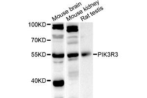 Western blot analysis of extracts of various cell lines, using PIK3R3 antibody (ABIN5975675) at 1/1000 dilution. (PIK3R3 Antikörper)