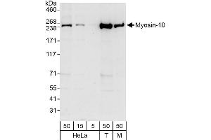 anti-Myosin, Heavy Polypeptide 10, Non-Muscle (MYH10) (AA 1955-1976) antibody