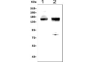 Western blot analysis of ANPEP using anti-ANPEP antibody (ABIN7600087).
