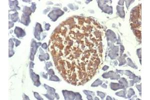 IHC testing of FFPE mouse pancreas with NSE antibody (clone ENO2/1462). (ENO2/NSE Antikörper  (AA 416-433))