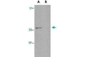 Western blot analysis of C16orf53 in EL4 cell lysate with C16orf53 polyclonal antibody  at 1 ug/mL . (PAGR1 Antikörper  (C-Term))