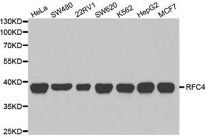 Western blot analysis of extracts of various cell lines, using RFC4 antibody (ABIN5973195) at 1/1000 dilution. (RFC4 Antikörper)