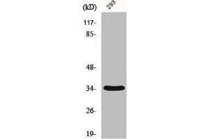 Western Blot analysis of 293 cells using GRTP1 Polyclonal Antibody (GRTP1 Antikörper  (Internal Region))