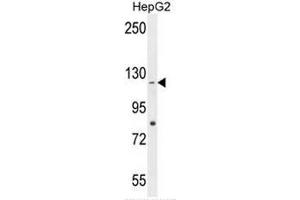 CCDC15 Antibody (C-term) western blot analysis in HepG2 cell line lysates (35µg/lane). (CCDC15 Antikörper  (C-Term))