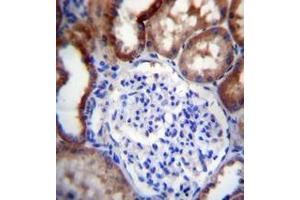 Immunohistochemistry analysis in formalin fixed and paraffin embedded human kidney tissue reacted with LINGO4 Antibody (C-term) followed by peroxidase conjugation of the secondary antibody and DAB staining. (LINGO4 Antikörper  (C-Term))