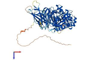 ENGASE Protein (AA 1-743) (His tag)