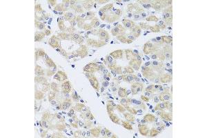 Immunohistochemistry of paraffin-embedded human stomach using DISC1 antibody. (DISC1 Antikörper  (AA 1-200))