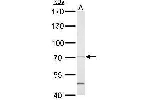 PTPN11 Antikörper  (C-Term)