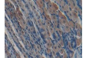IHC-P analysis of Mouse Stomach Tissue, with DAB staining. (Kallikrein 5 Antikörper  (AA 25-261))
