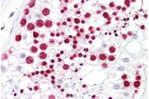 Anti-NPM1 antibody IHC staining of human testis. (NPM1 Antikörper  (AA 201-250))