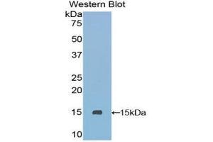 Western Blotting (WB) image for anti-Secreted LY6/PLAUR Domain Containing 1 (SLURP1) (AA 1-103) antibody (ABIN1860585) (SLURP1 Antikörper  (AA 1-103))