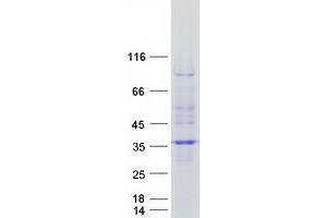 Western Blotting (WB) image for RWD Domain Containing 2A (RWDD2A) protein (Myc-DYKDDDDK Tag) (ABIN2731266)