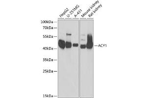 Western blot analysis of extracts of various cell lines, using  antibody (ABIN6127428, ABIN6136509, ABIN6136511 and ABIN6217463) at 1:1000 dilution. (Aminoacylase 1 Antikörper  (AA 1-408))