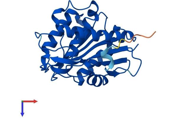 LYPLA2 Protein (AA 1-231) (His tag)