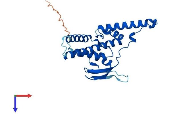 GINS4 Protein (AA 1-223) (His tag)