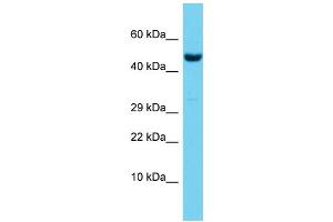 Host:  Rabbit  Target Name:  Rbpj  Sample Type:  Mouse Testis lysates  Antibody Dilution:  1. (RBPJ Antikörper  (Middle Region))