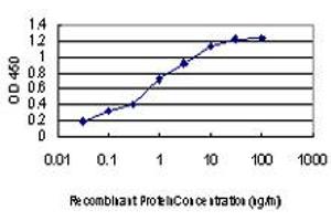 Detection limit for recombinant GST tagged KSR2 is approximately 0. (KSR2 Antikörper  (AA 411-500))
