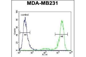 KCNT2 Antibody (C-term) (ABIN654309 and ABIN2844095) flow cytometric analysis of MDA-M cells (right histogram) compared to a negative control cell (left histogram).
