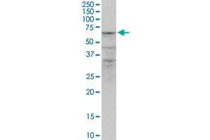 ZNF284 MaxPab polyclonal antibody.