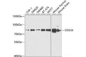 Western blot analysis of extracts of various cell lines using DDX3X Polyclonal Antibody at dilution of 1:1000. (DDX3X Antikörper)