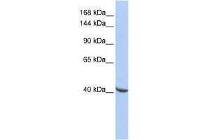 POGZ antibody used at 0. (POGZ Antikörper  (Middle Region))