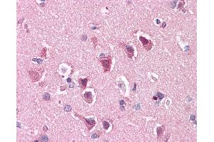 Immunohistochemistry (IHC) image for anti-Solute Carrier Family 29 (Nucleoside Transporters), Member 1 (SLC29A1) (C-Term) antibody (ABIN768671)