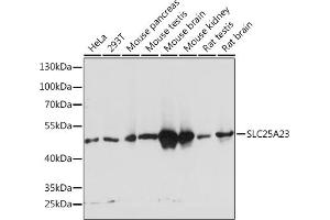 Western blot analysis of extracts of various cell lines, using SLC25 Rabbit pAb  at 1:1000 dilution. (SLC25A23 Antikörper  (AA 1-160))