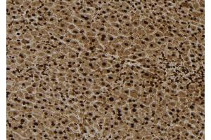 ABIN6279049 at 1/100 staining Mouse liver tissue by IHC-P. (RPL4 Antikörper  (Internal Region))