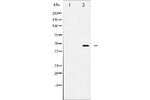 Western blot analysis of FOXP3 expression in A549 cells. (FOXP3 Antikörper  (C-Term))