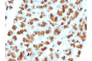 IHC testing of FFPE rat pancreas with Elastase 3B antibody (clone CELA3B/1257). (Elastase 3B Antikörper  (AA 82-238))