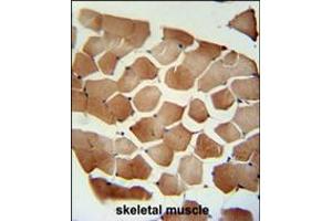 FLCN Antibody immunohistochemistry analysis in formalin fixed and paraffin embedded human skeletal muscle followed by peroxidase conjugation of the secondary antibody and DAB staining.