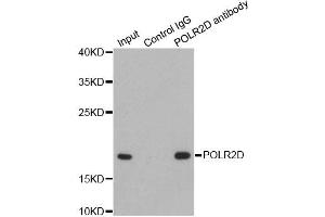 Immunoprecipitation analysis of 200ug extracts of HepG2 cells using 1ug POLR2D antibody.