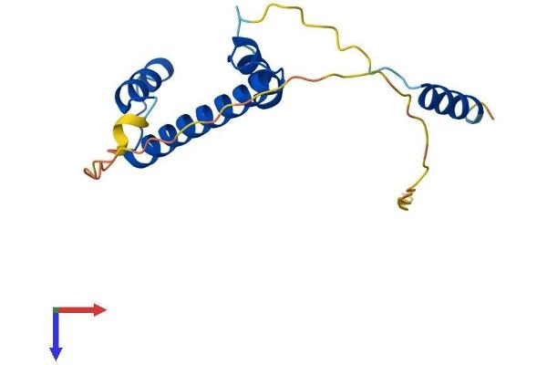 TAF12 Protein (AA 1-161) (His tag)