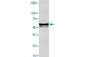 Western blot analysis of Jurkat cell lysate with NAP1L1 polyclonal antibody  at 1:1000 dilution. (NAP1L1 Antikörper  (N-Term))