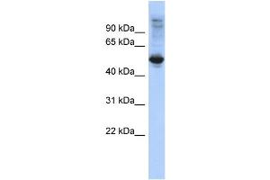 WB Suggested Anti-FBXL16 Antibody Titration: 0. (FBXL16 Antikörper  (Middle Region))